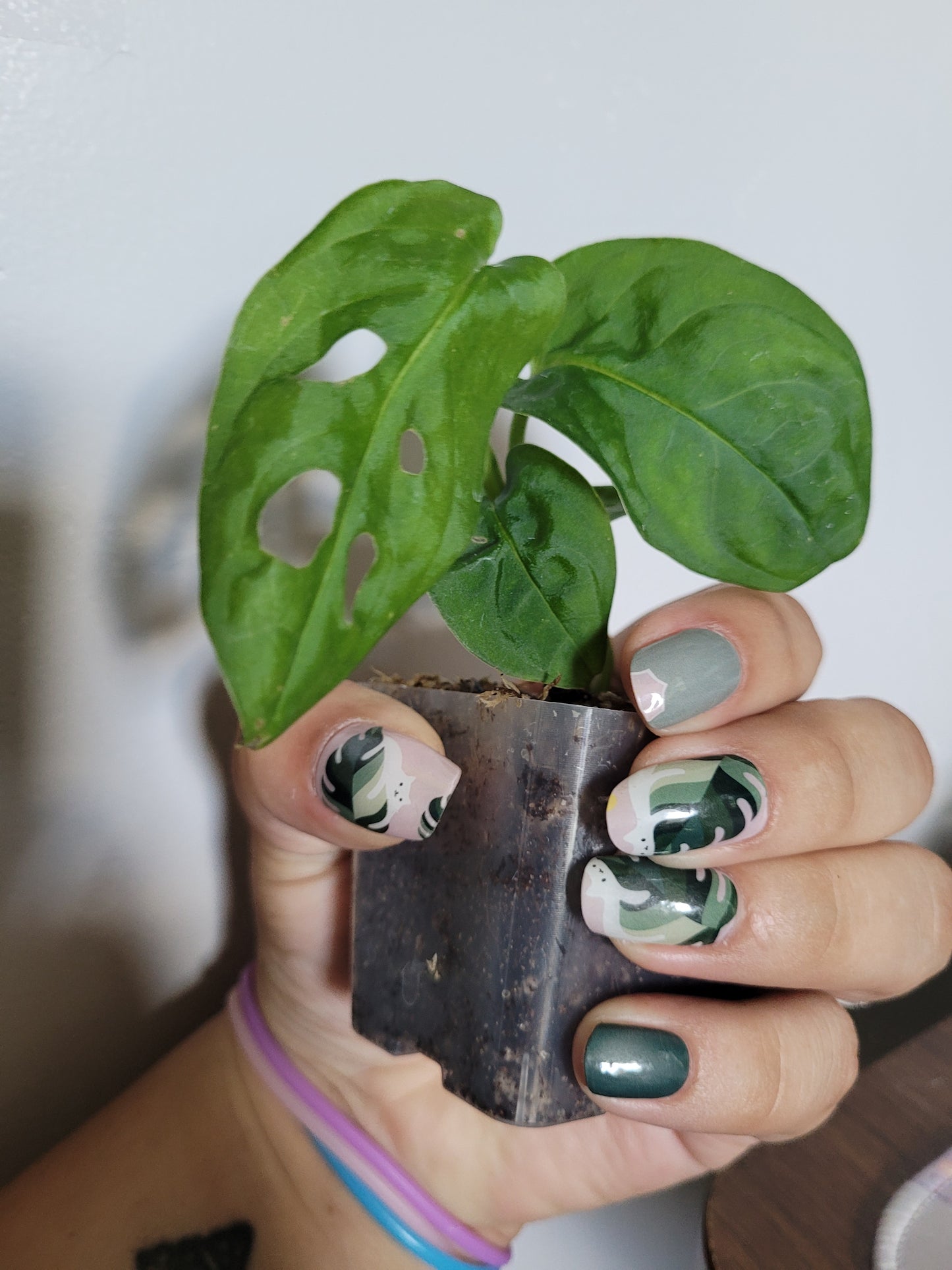 Purrs & Plants